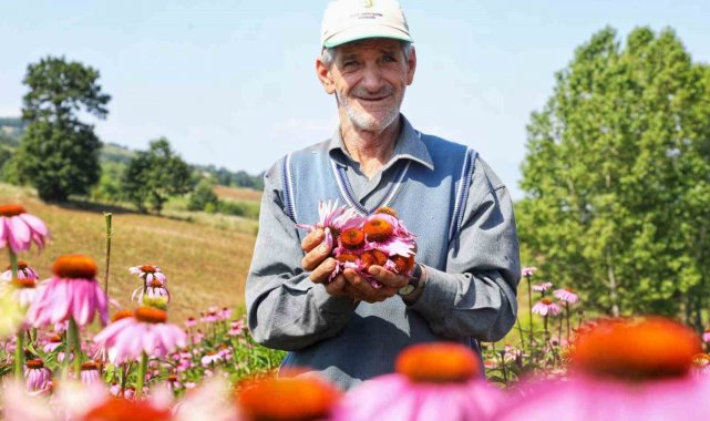 Ekinezya hasat için gün sayıyor