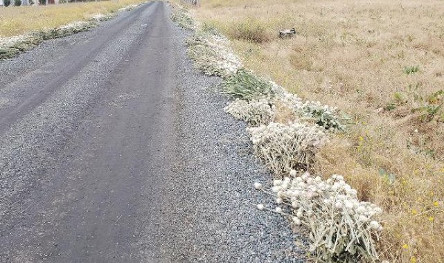 Elazığ'da izinsiz pamuk dikeni toplayan kamu görevlisine 244 bin lira ceza