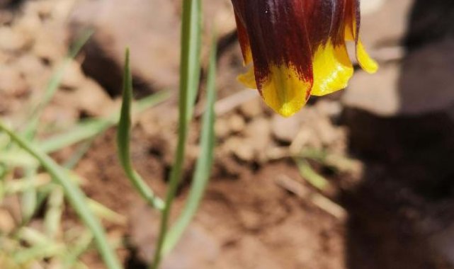 Elazığ'da ters lale türü keşfedildi