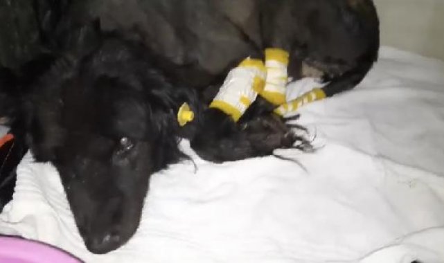Esenyurt'ta otomobilin altındaki köpeği metrelerce sürükledi