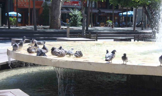 Eskişehir'de sıcaktan bunalan güvercinler süs havazunda serinliyor