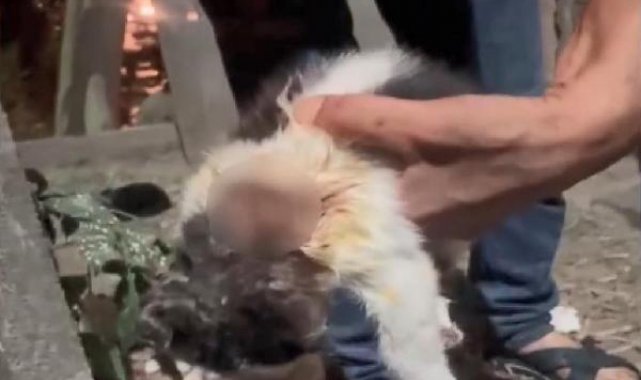 Eyüpsultan'da kedileri asitle yaraladığı belirlenen 1 kişi yakalandı