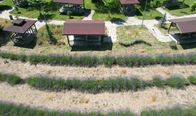 Gediz'de lavanta bahçesi görsel şölen sunuyor