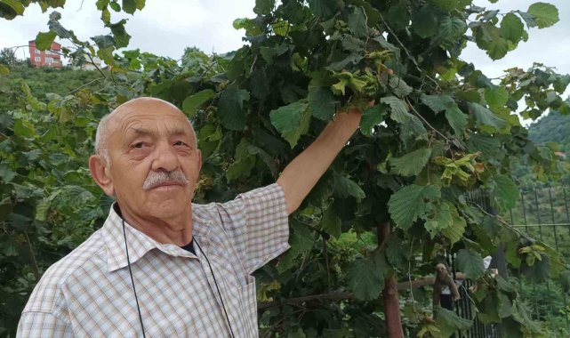 Giresun'da üretici fındık hasadı öncesi bahçe altı temizlik çalışmalarına başladı