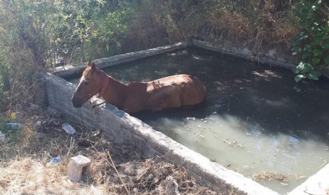Gölete düşen atı itfaiye kurtardı