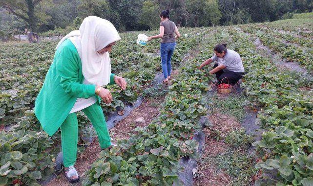 Hatay Dörtyol'da çilek hasadı başladı