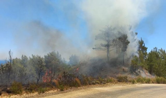 Hatay'da orman yangını