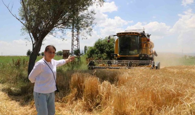 Hububat hasadı arpa hasadı ile başladı