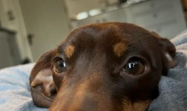 İngiltere'de eve giren hırsız tarafından çalınan küçük köpek bulundu