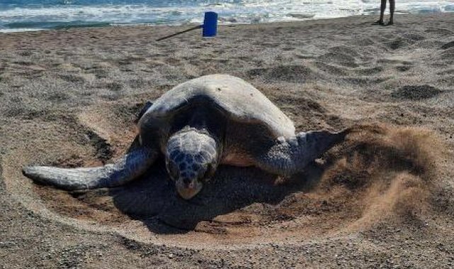 İztuzu Plajı'nda caretta yuva sayısı 700'e ulaştı