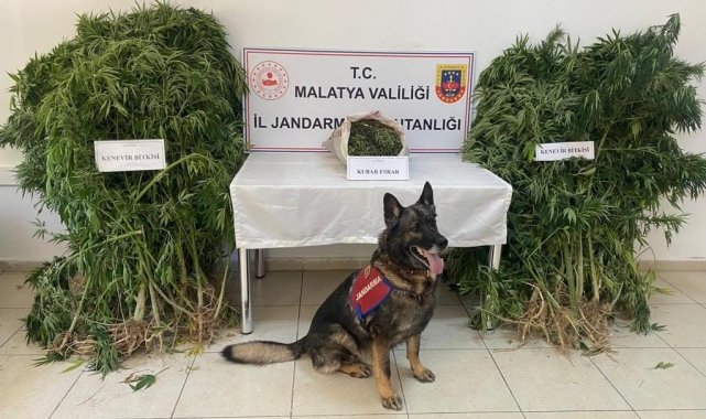 Jandarmadan uyuşturucu operasyonu: 1 tutuklama