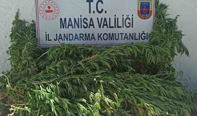 Jandarmadan yasadışı kenevir ekimine operasyon