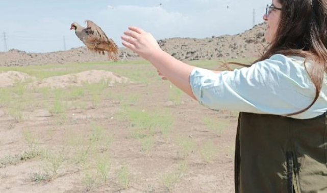 Jandarmanın araçta bulduğu kınalı keklikler yeniden özgürlüğüne kavuşturuldu
