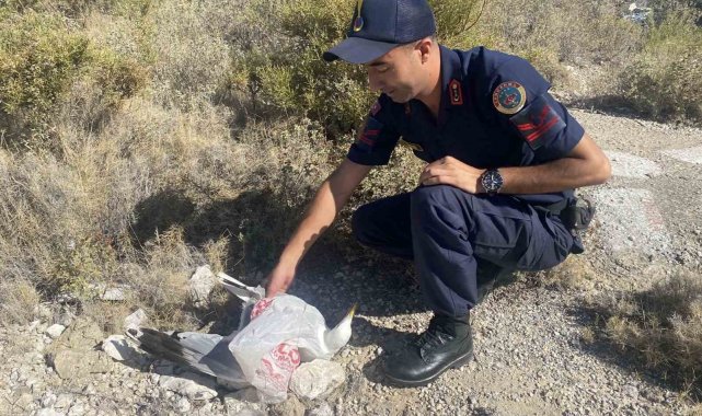 Kafasına poşet takılan martı, jandarma tarafından kurtarıldı