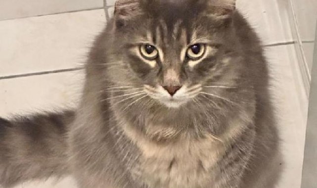 Kağıthane'de ikinci kattan üzerine kedi düştü