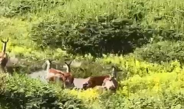 Kastamonu'da ceylan sürüsü görüntülendi