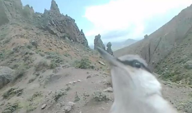 Kaya sıvacısı, fotokapanı gagalarken görüntülendi