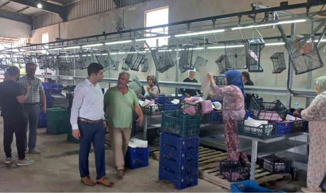 Kaymakam Taş'tan soğuk hava depolarında inceleme