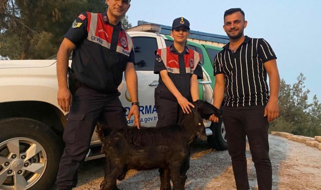 Kilis'te kaybolan keçiyi Jandarma buldu