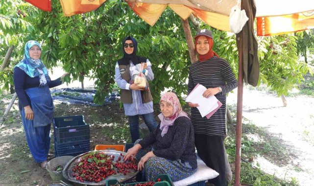 Kiraz hasadı yapılan bölgelerde zararlı organizma denetimi