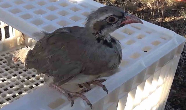 Kırıkkale'de 'kene avcısı' yüzlerce keklik doğaya bırakıldı