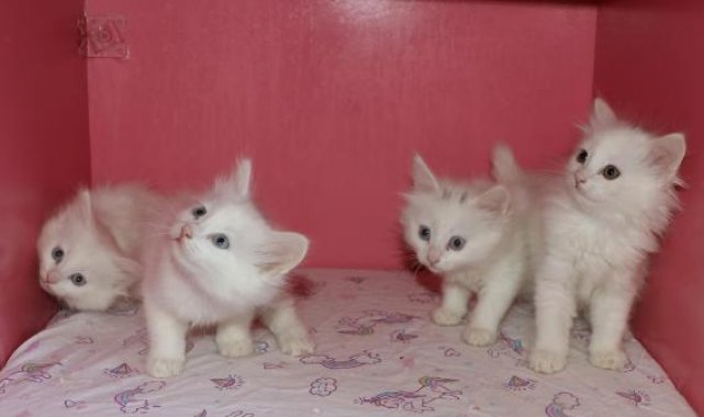 Klimalı Kedi Villası'nda ikinci parti doğumlar başladı
