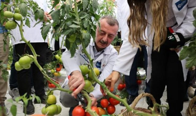Kocaeli'de topraksız tarım çalışmasında olumlu sonuç alındı