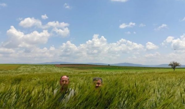 Konya Ovası'nda 180 santimetrelik buğday yetişti