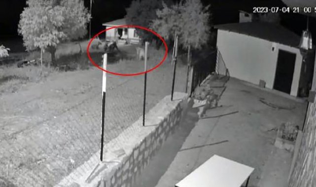 Köpek, 2'si yavru 3 ayıyı eve yaklaştırmadı; o anlar kamerada