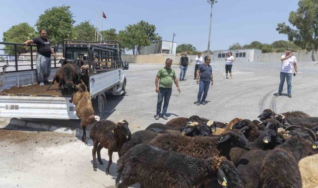 Küçükbaş hayvan desteğinde geri toplamalar başladı