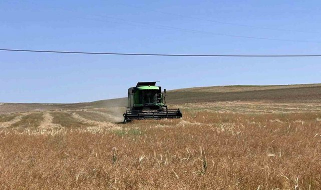 Kulu'da deneme amaçlı ekilen ketencik hasadına başlandı
