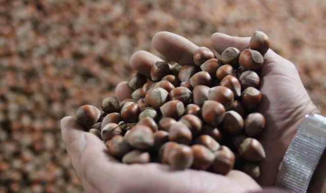 Kurban Bayramı sonrası fındık fiyatı yükselişe geçti