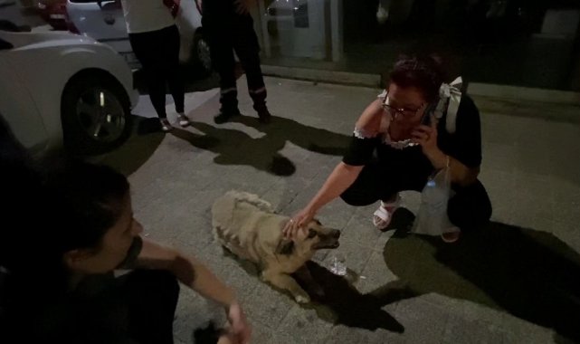 Mahallenin sevilen köpeği Psikopat'a araba çarptı