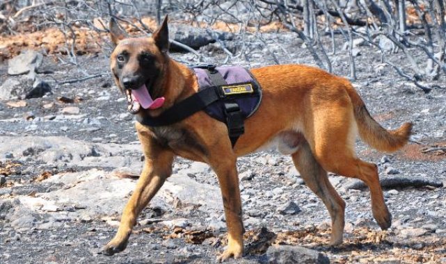 Manisa'daki orman yangında sabotaj olup olmadığını yangın köpeği 'Tarzan' çözecek
