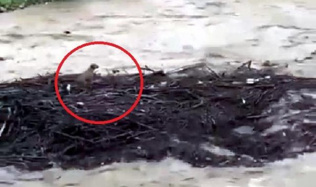 Melen Çayı'nda sürüklenen köpeğin kurtulduğu ortaya çıktı