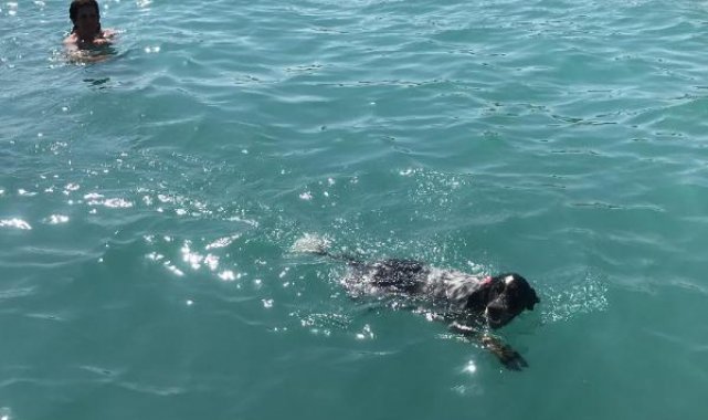 Mersin'de 'Paşa'nın deniz keyfi
