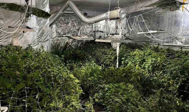 Mersin'de bahçesinde uyuşturucu yetiştiren bir şüpheli yakalandı