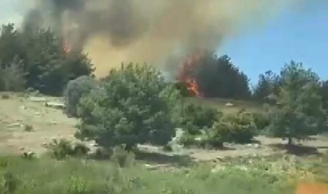 Mersin'de orman yangını