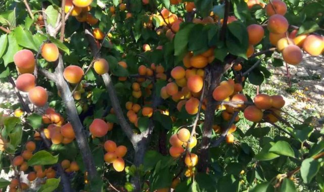 Mersin'de sofralık kayısı sezonu sona erdi