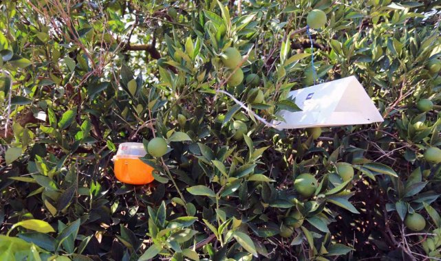 Muğla'da narenciye bahçelerine 'Sinek' tuzağı