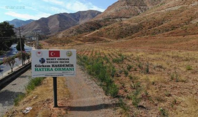 Muğla'daki büyük yangınların 2'nci yılında yanan alanlar tekrar yeşeriyor