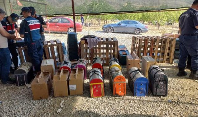 Niğde'de horoz dövüştüren 71 kişiye gözaltı