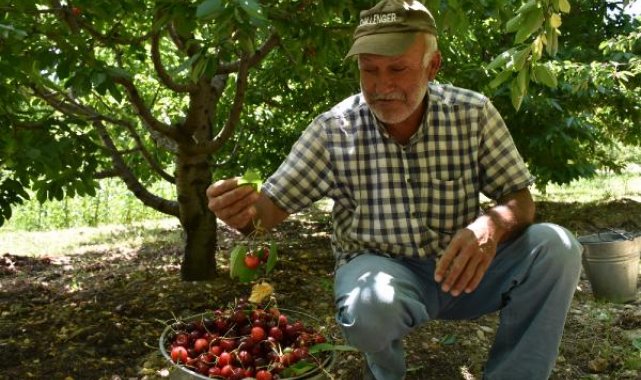 Niğde'nin ihraç edilen kirazının hasadı başladı