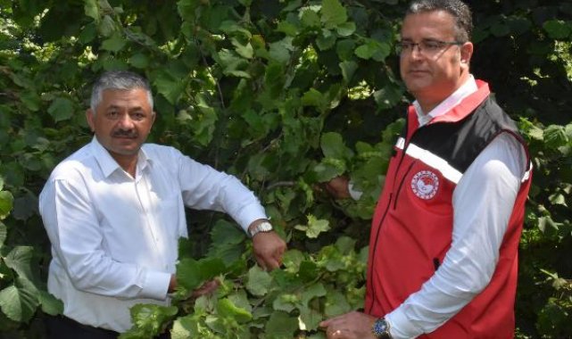 Ordu'da fındıkta rekolte tespit çalışmaları başladı