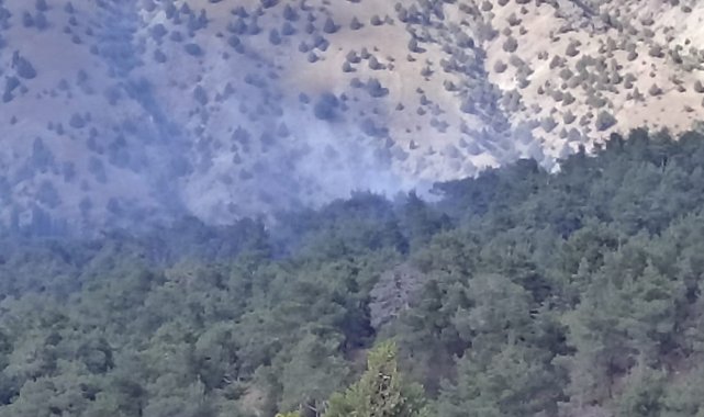 Orman yangınlarının çoğu yıldırım kaynaklı