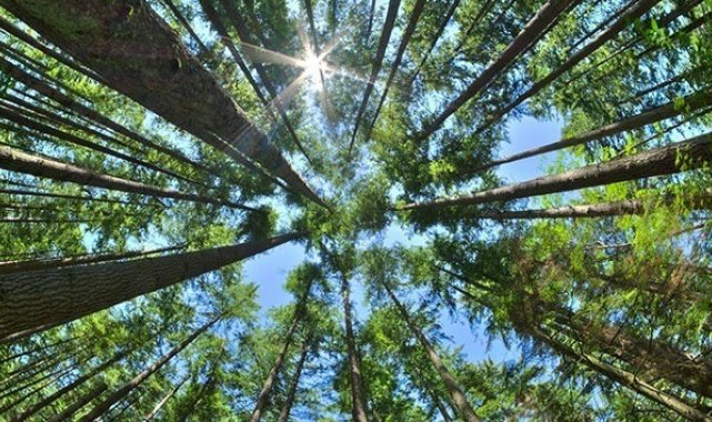 Ormanda piknik yapıp ateş yakmak yasaklandı