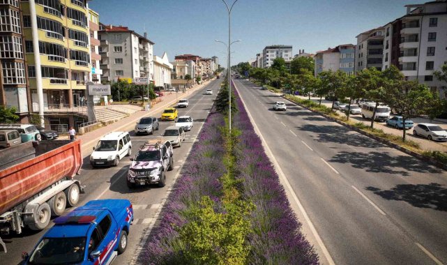 Orta refüjde açan lavantalar adeta göz kamaştırıyor