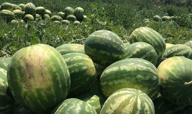Osmaneli karpuzu hasat için gün sayıyor