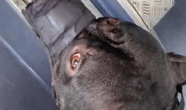 Otobüste köpekle binemezsin tartışması