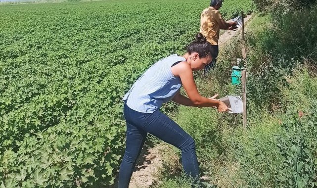 Pamuk üreticilerine "arazi taraması" çağrısı